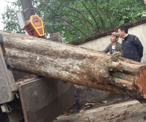 Giải mã "bí mật" tại sao cây gỗ sưa "đắt hơn vàng"