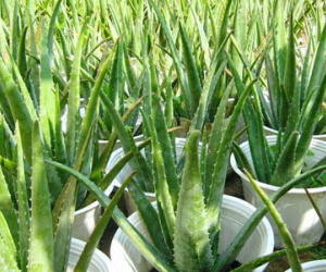 Không có cây này trong nhà chắc chắn bạn sẽ phải hối hận