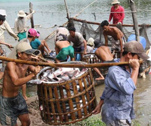 "Thương lái Trung Quốc xúi dân bỏ rau câu vào tôm"
