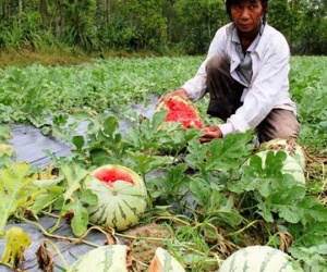 Trung Quốc ngừng mua, nông sản Việt "vỡ trận" mất giá