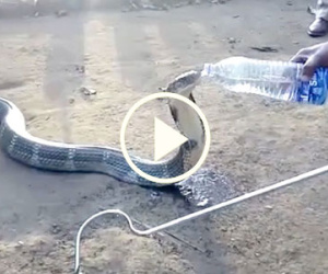 Video: Hổ mang chúa sắp chết khát bò vào làng xin nước uống