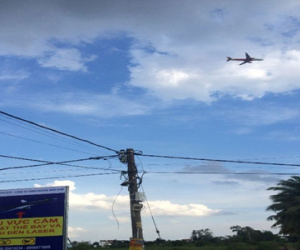 Chim bồ câu, chó "lọt" vào sân bay uy hiếp an toàn hàng không