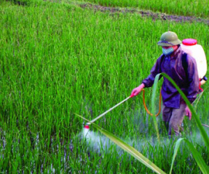 Hơn 53% thuốc trừ sâu nhập khẩu từ Trung Quốc