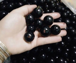 Nho thân gỗ 200 ngàn/kg: Tò mò rồi thất vọng