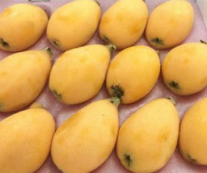 Quả Biwa 4 triệu/kg: Món lạ chị em ăn vặt đỡ nhạt miệng