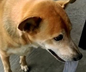 Chú chó giúp chủ nghèo bán vé số ở Cà Mau