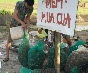 Cua đồng tăng giá gấp 3 lần: Cạn kiệt hàng quê
