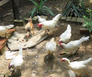 Đàn gà rừng đột biến gen 500 triệu, đại gia Thái mua không bán