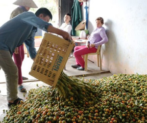 Quất rớt giá "không đủ tiền công hái", dân bỏ hàng tấn trong vườn