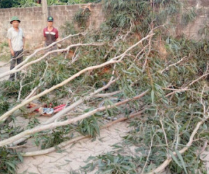 CA đưa người chặt cây bạch đàn đè trúng 3 nữ sinh khỏi địa phương, tránh người nhà bức xúc
