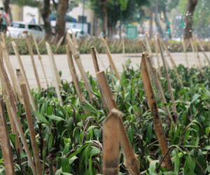Tháo dỡ hàng chông tre nguy hiểm trong vườn hoa giữa lòng Thủ đô
