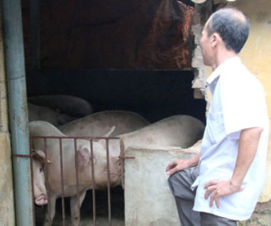 “Thủ phủ” nuôi lợn miền Bắc lao đao trong cơn “bão giá”