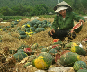 Tại sao nông sản liên tục rớt giá?