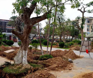 Thái Bình đột ngột di dời loạt cây cổ thụ trăm tuổi