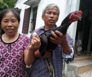 Chú gà trống chọi bất ngờ đẻ trứng!