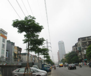 Hà Nội: Hàng cây xanh trồng dưới lưới điện cao thế giờ ra sao?