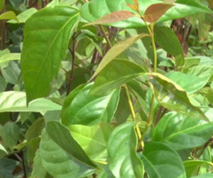Hái nhầm lá ngón làm rau ăn, 2 mẹ con tử vong thương tâm