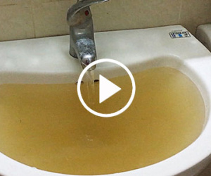 Ký sinh trùng bơi trong nước sạch ở khu đô thị Hà Nội