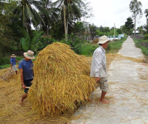 Lãng phí hàng ngàn tỉ đồng từ… rơm