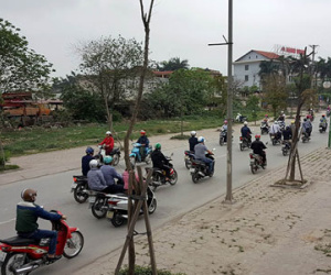 Hà Nội: Hàng loạt cây xanh trên 1 tuyến phố chết khô