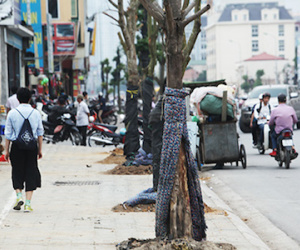 Quấn chăn bông, cây vẫn chết trên “đường cong mềm mại” ở HN