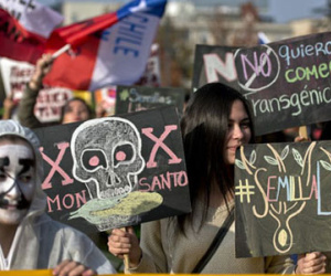 Monsanto đã và đang làm gì tại Việt Nam?