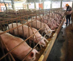 22 ngàn/kg thịt lợn: Giá sẽ còn giảm nữa