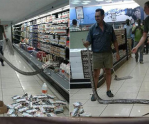 Rắn hổ mang chui vào tủ lạnh nhà dân tránh nóng
