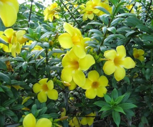 Bộ Y tế đề nghị các trường chặt bỏ ngay cây và hoa chứa chất độc