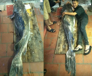 "Thủy quái” sông Mê Kông nặng 112kg xuất hiện ở Hà Nội