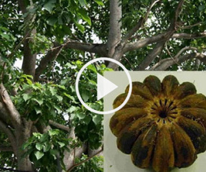 Video: Ngăn ngừa ngộ độc từ cây, hoa trồng trong trường học