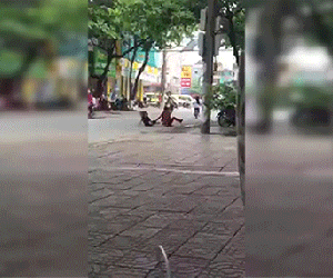 Clip đánh nhau hài hước nhất năm: Vật lộn, giằng co giữa đường chán chê rồi chàng lại cõng nàng về nhà