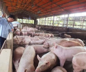 Chuyện lạ: Giá thịt lợn bằng 2 cốc trà đá