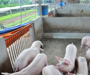 Giá lợn còn 15.000 đồng/kg: Dân khóc bỏ đói lợn, cả xã như có tang