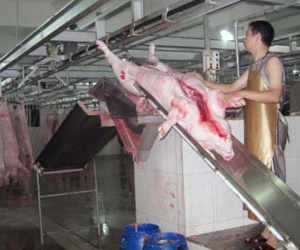 Trung Quốc cũng muốn "giải cứu" heo Việt?
