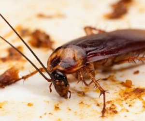 Bỏ ngay thói quen dùng dép đập gián kẻo hối không kịp