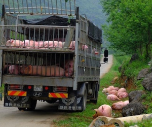 Xôn xao hình ảnh đàn heo bị "bỏ rơi" dọc đường