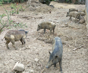 Giữa cơn "bão giá", lợn rừng vẫn bán được 120.000 đồng/kg hơi