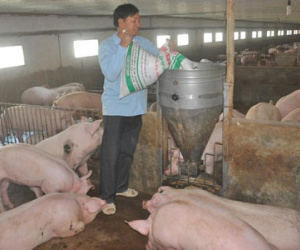Tài chính, ngân hàng đồng loạt ra văn bản giải cứu thịt lợn
