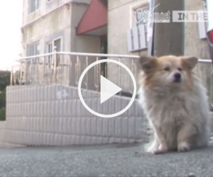 Video: Chuyện chú chó đợi chủ suốt 3 năm trong ngôi nhà hoang