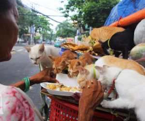 Không gia đình, cụ bà 87 tuổi ngủ lề đường chăm bẵm "đàn con" 20 chú mèo bị bỏ rơi giữa Sài Gòn