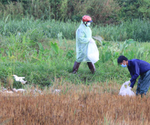 Bùng phát dịch cúm gia cầm H5N1 với số lượng lớn