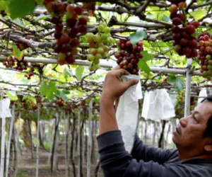Nho Ninh Thuận giá cao gấp 1,5 lần nhưng mất mùa