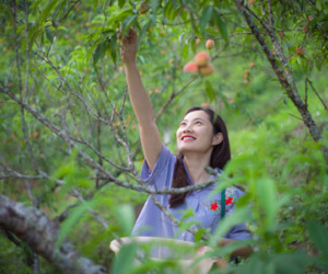 Khách hái đào chín, dâu tây đỏ tại vườn ở Sa Pa