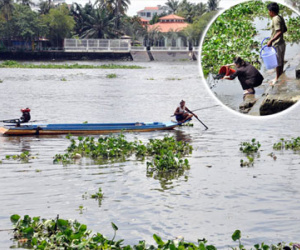 Cá phóng sinh lễ Phật Đản chưa kịp bơi đã bị chích điện