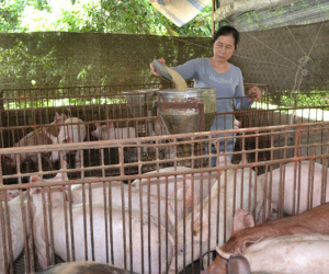 Heo hơi tại Đồng Nai tăng giá 4.000 đồng một kg sau đợt "giải cứu"