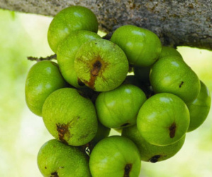 Tác dụng chữa bệnh ít biết của quả sung