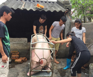 Một doanh nghiệp mua hết số lợn của chị bán thịt bị hắt chất bẩn