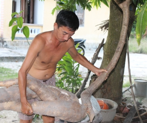 Khánh Hòa: Đào trúng củ sắn dài hơn 2m, có hình thù giống người cá