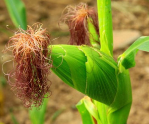 Thuốc giải độc từ cây ngô